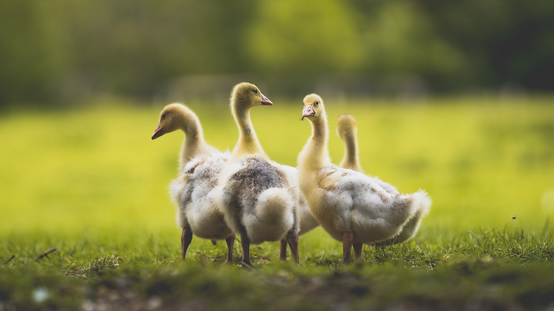 中超联赛俱乐部财务管理探讨,中超俱乐部财报
